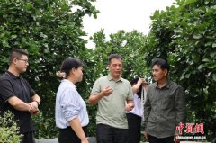 产研协同攻关 助梅州柚“废弃疏果”变“高值原料”